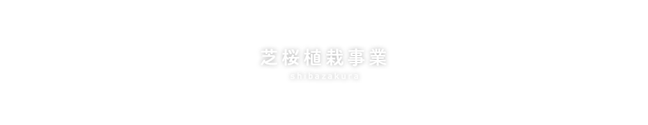 芝桜植栽事業