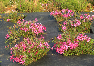 芝桜植栽事業